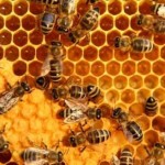 HoneyBees
