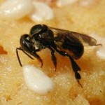 Stingless Bee on Cracker(zachary huang)