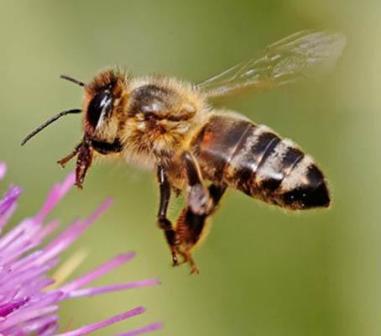 honey-bee-1