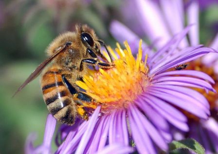 Resultado de imagen para abeja en flor