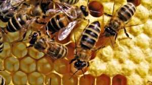 honey-bees_00344491